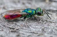 Chrysididae