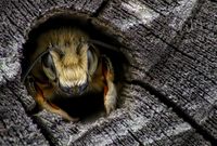 Masonbee