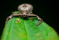 Crabspider