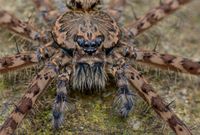 Fishingspider